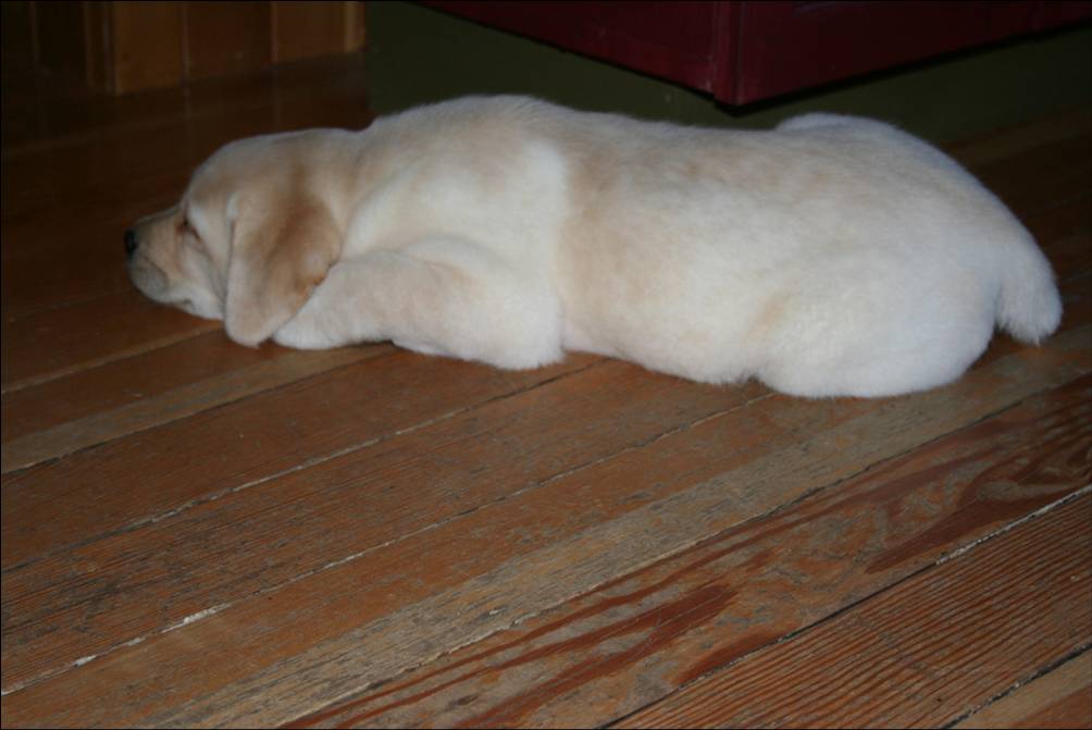 yellow labrador puppy