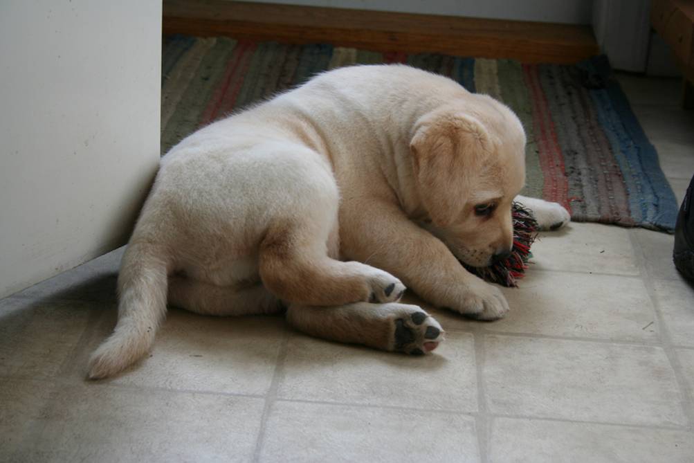 yellow lab puppy