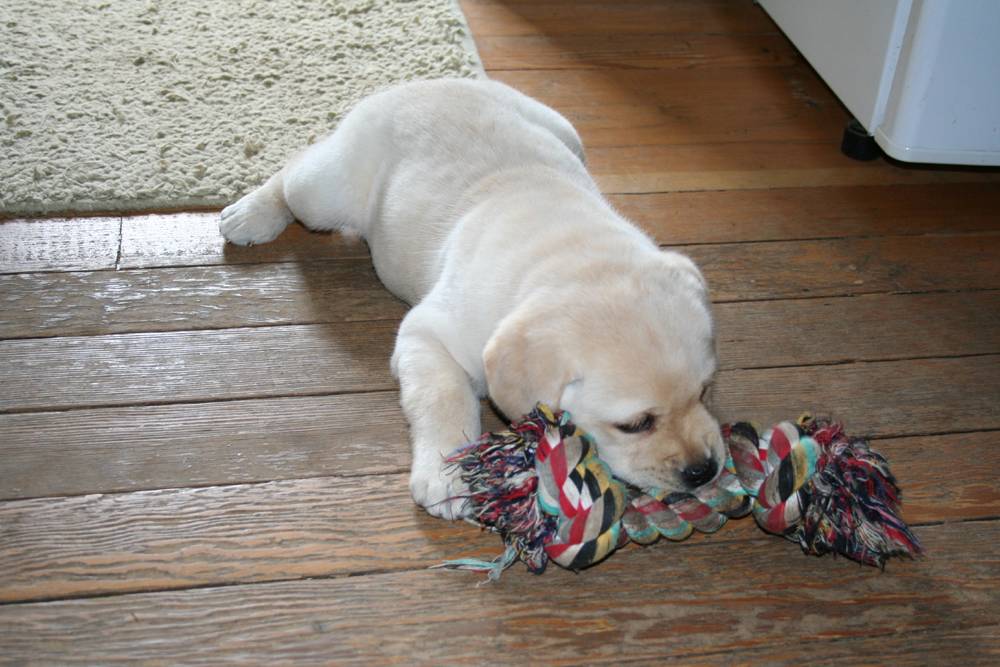 yellow labrador puppy