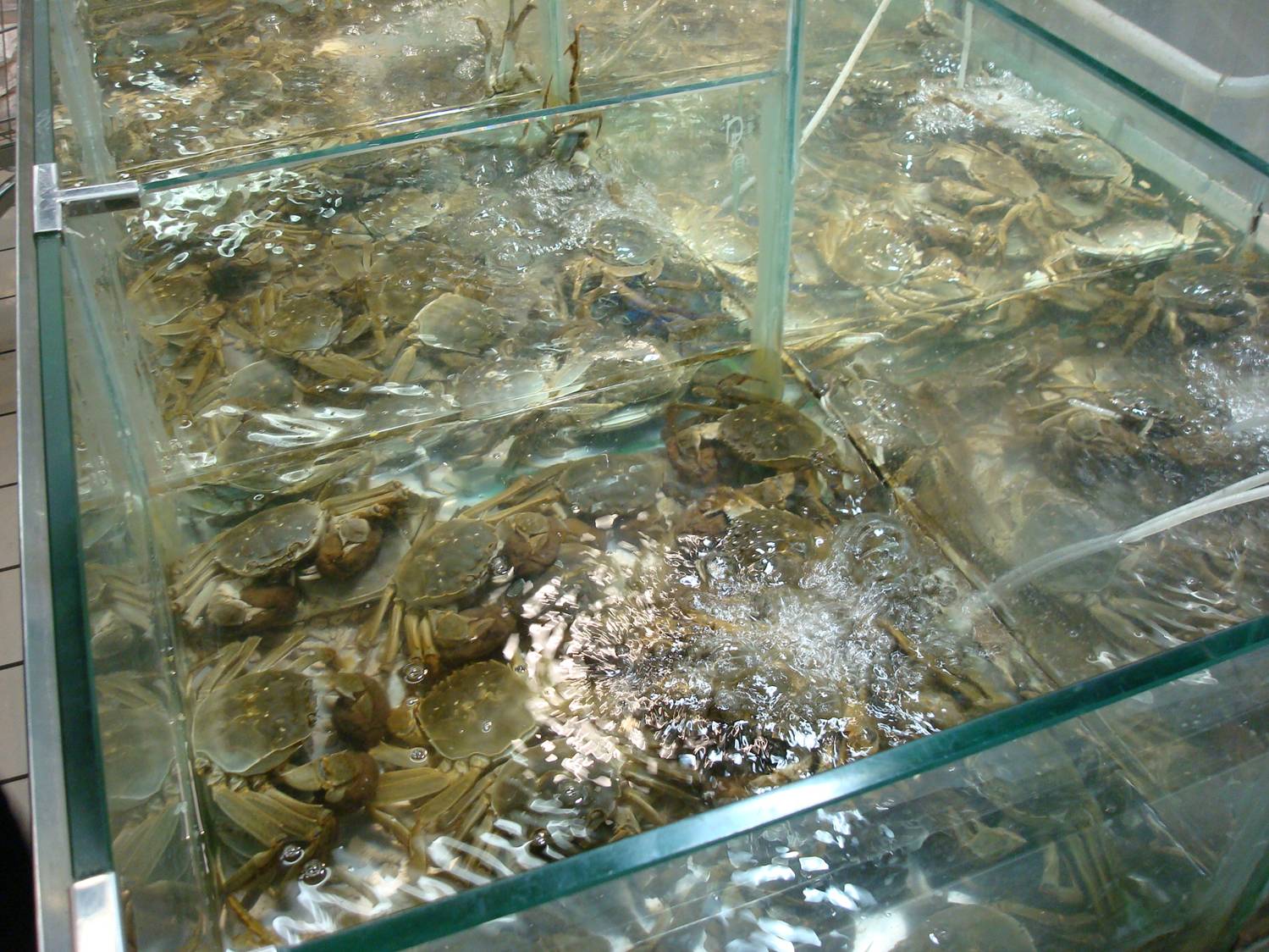 live crabs  in a Chinese supermarket