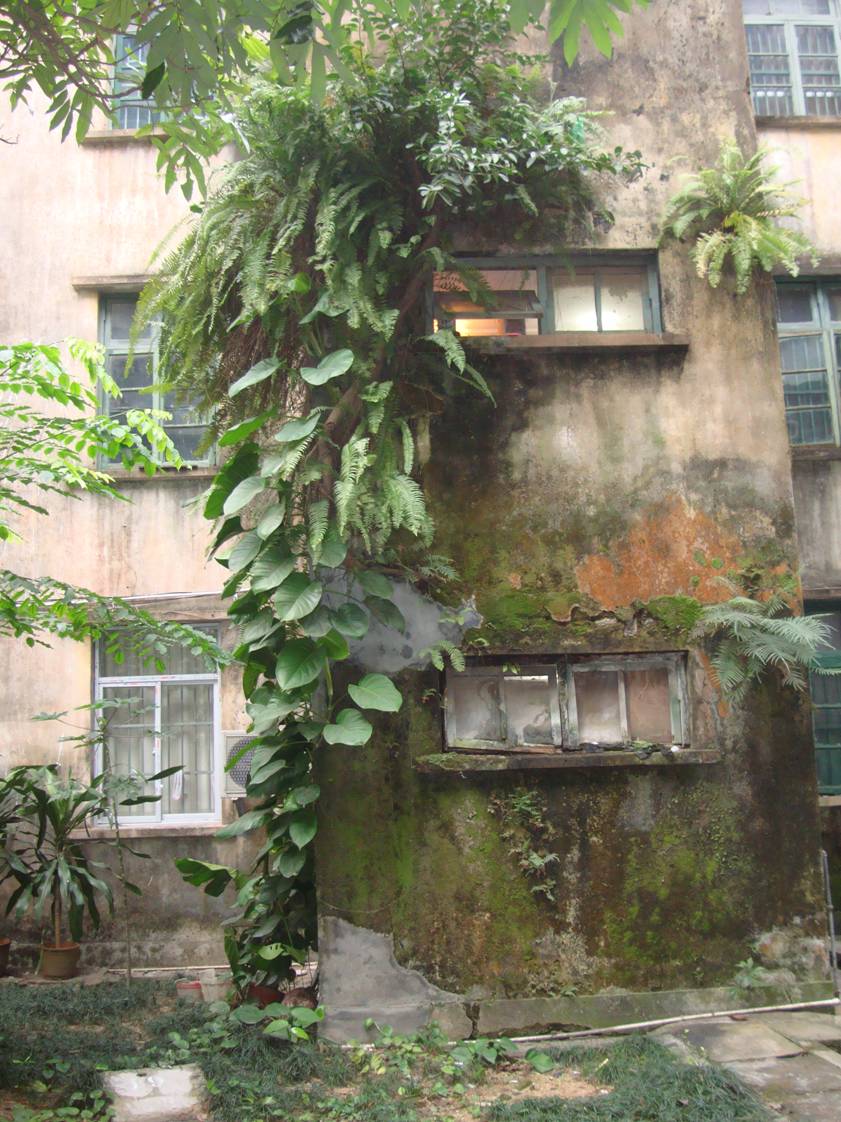 Pcture:  The tropical climate produces some impressive texture on the grounds of Hainan Normal University, Haikou, Hainan Island, China