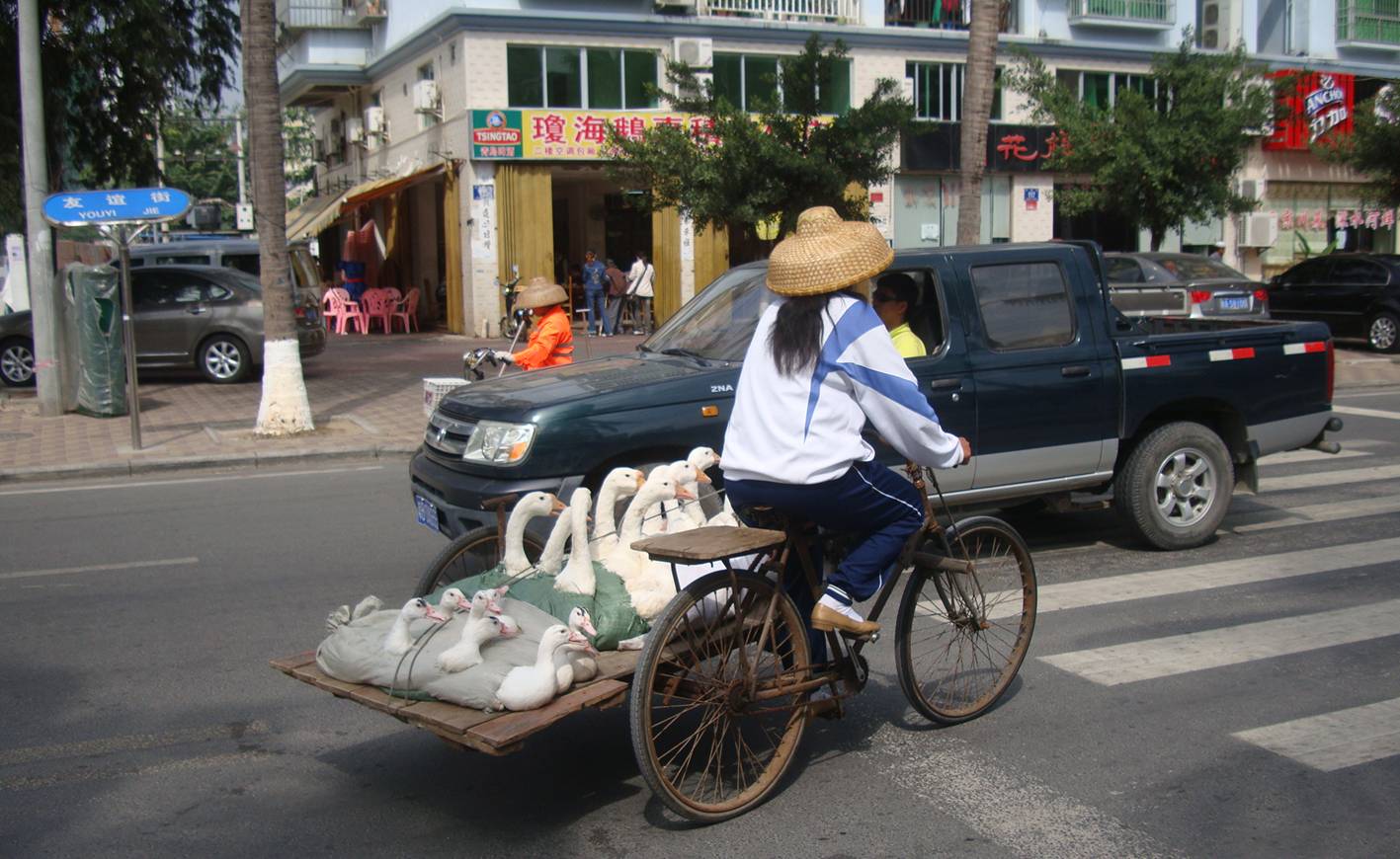 Picture:  Geese to go on the streets of Sanya, Hainan Island, China.