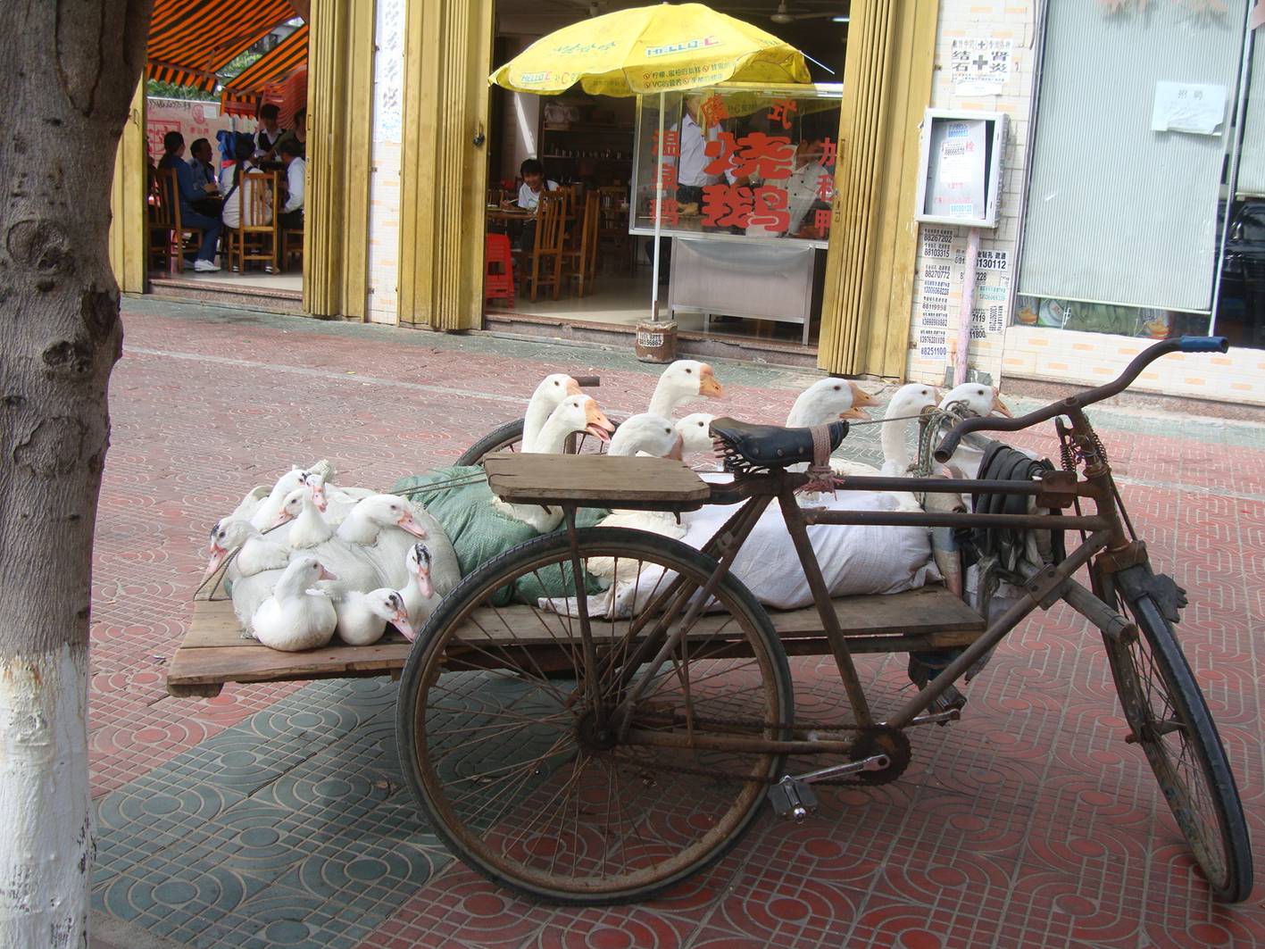 Picture:  You know your food is fresh when you see it delivered.  Sanya goose restaurant, Hainan Island, China