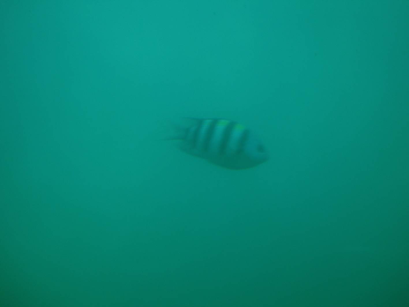 Picture:  The occasional little fish would wander into our field of view.  Submarine tour, Sanya, Hainan Island, China