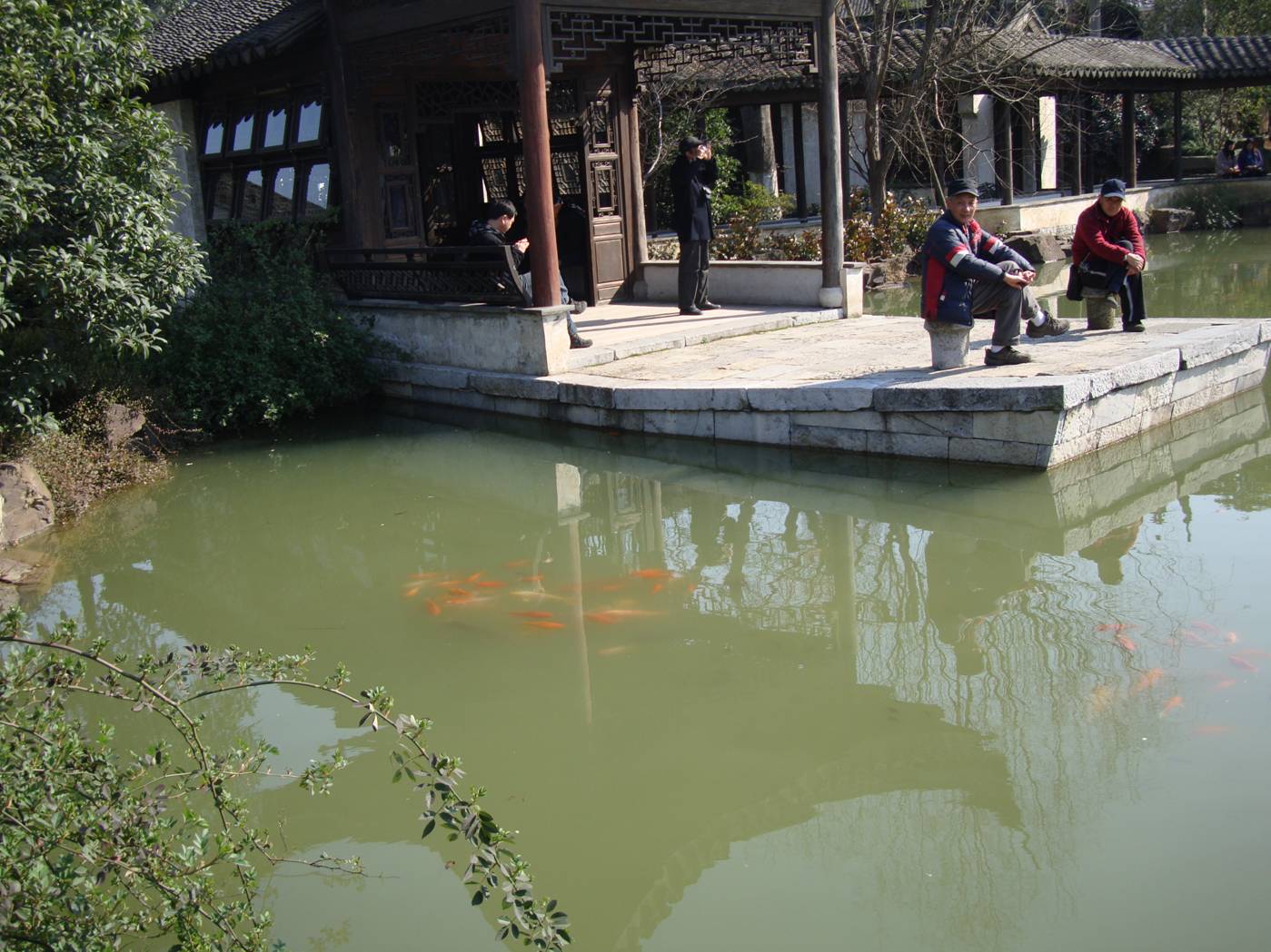 Picture:  Goldfish school in the pond.  Wuxi old city, Wuxi, China