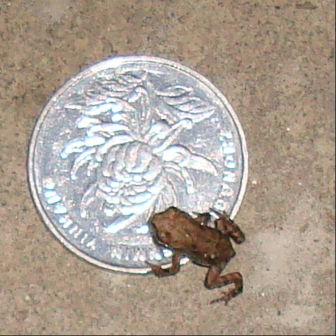 Picture:  A tiny toad on a one yuan coin, which is the same size as a quarter.  Jiangnan University, Wuxi, China