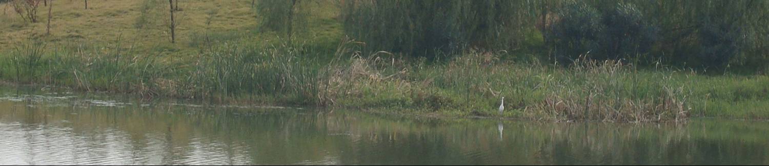 A white crane,  one of the icons of China, on the marge of our lake.  Jiangnan University, Wuxi, China