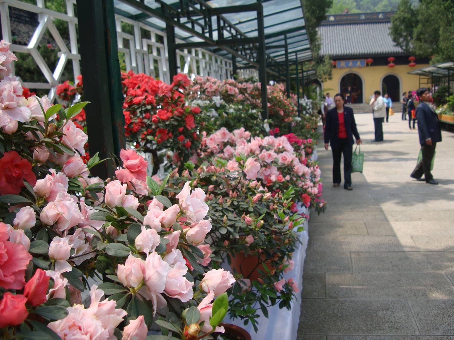 Competing flowers at the Azalia Festival,  Xi Hui Park,  Wuxi,  China