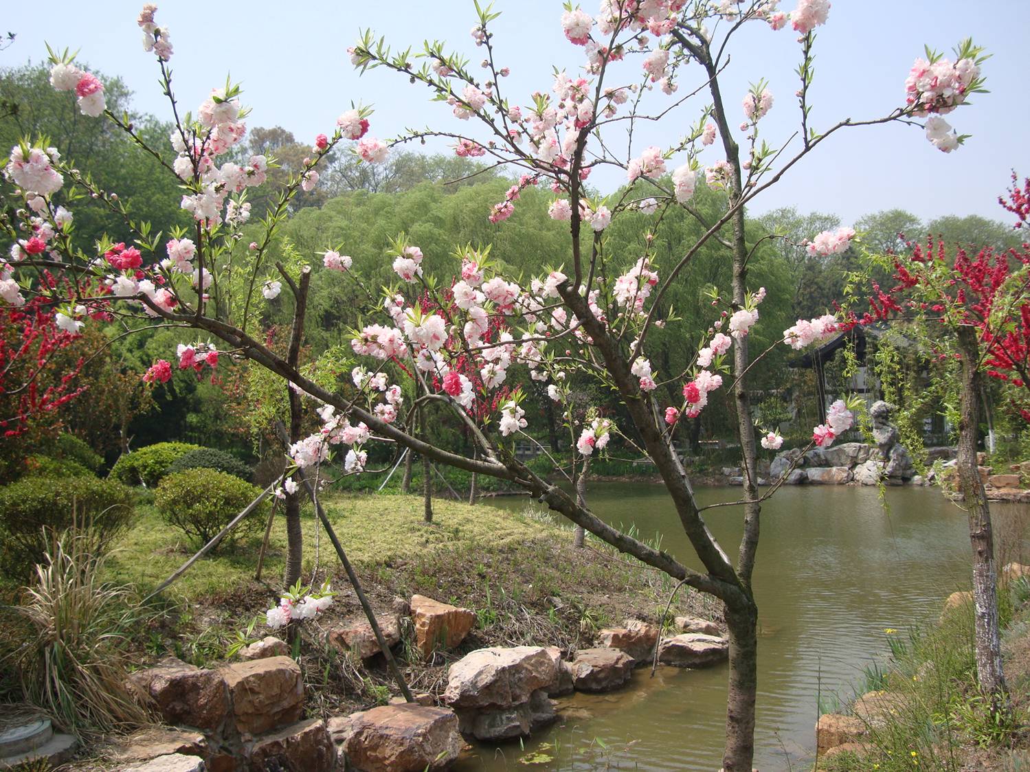 It's Spring in China and the flowers are everywhere.