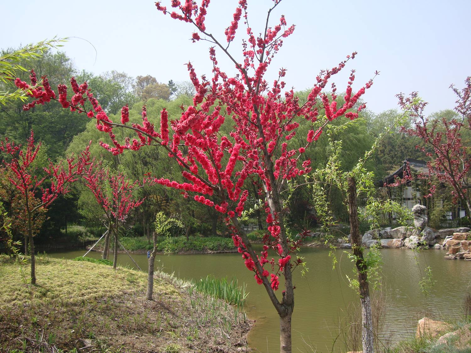 It's Spring in China and the flowers are everywhere.