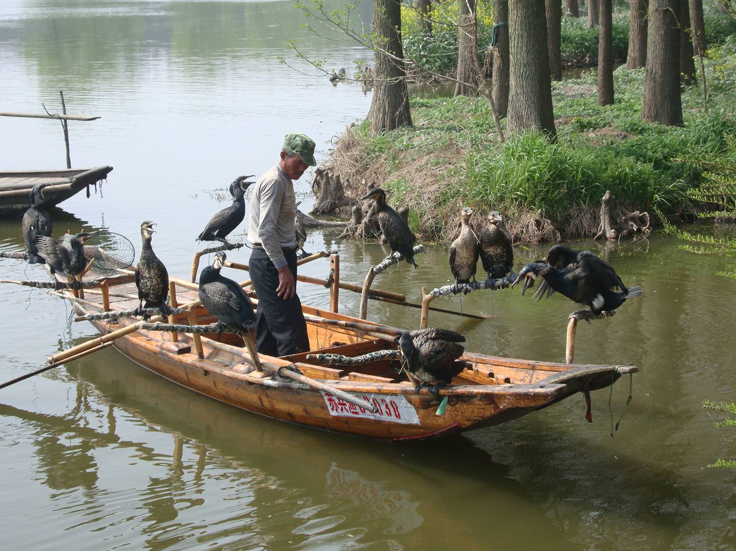 A cormorant fisher with his boat load of birds.  China.