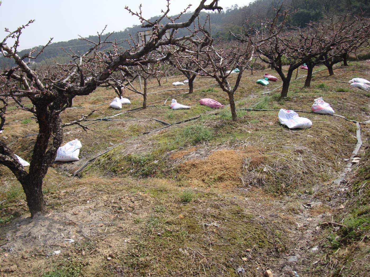 Picture:  Bags of fertilizer laid out under the peach trees.  Yang Shan, Wuxi, China