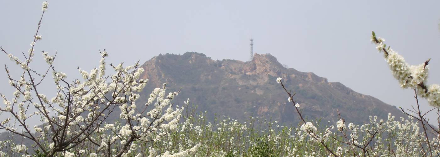 Picture:  Yang Shan (Sun Mountain) above a field of blooming trees.  Somehow even the cel phone tower looks Chinese.