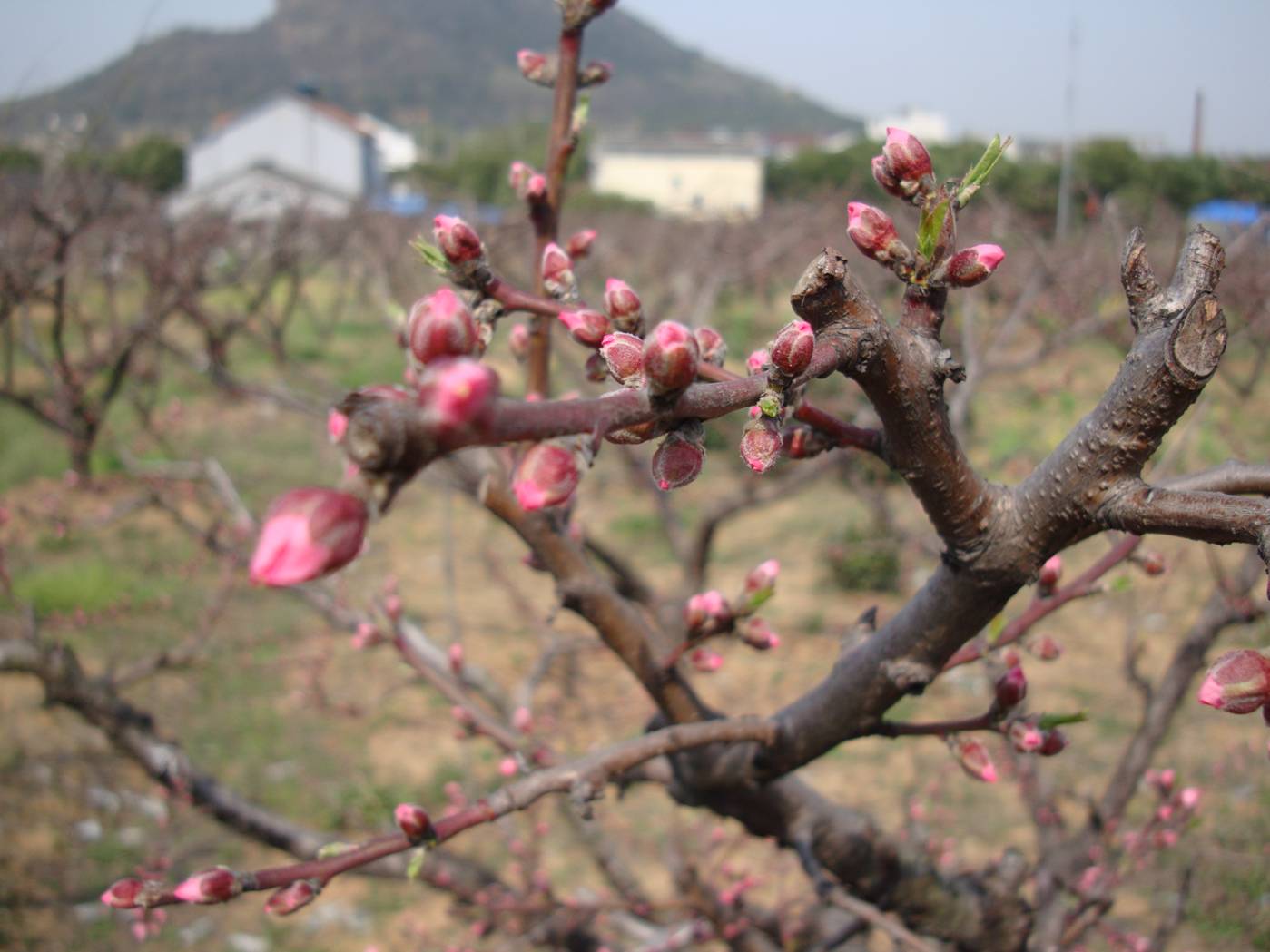 Picture:  Bursting peach blossoms, not yet out in all their glory.  Yang Shan, Wuxi, China