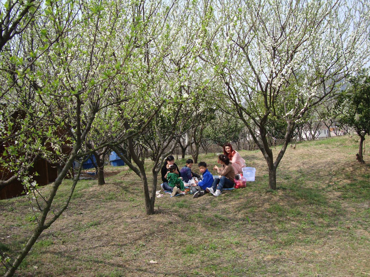 Picture:  A family picnic amid the peach blossoms of Yang Shan, Wuxi, China