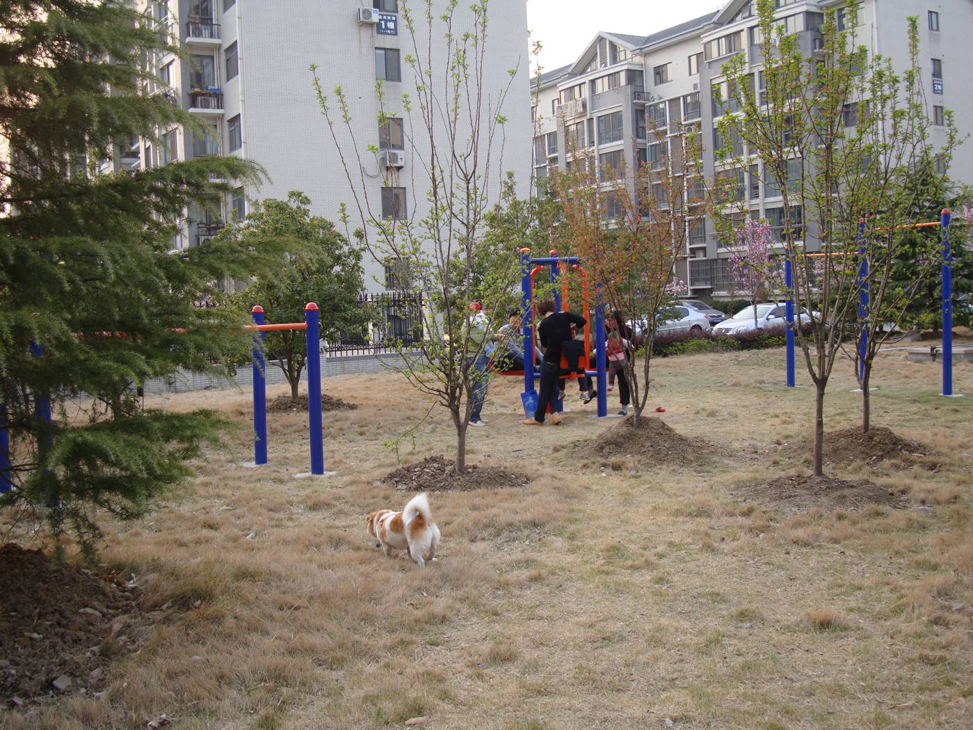 Picture:  GouGou goes off leash in the new playground area.  Jiangnan University, Wuxi, China