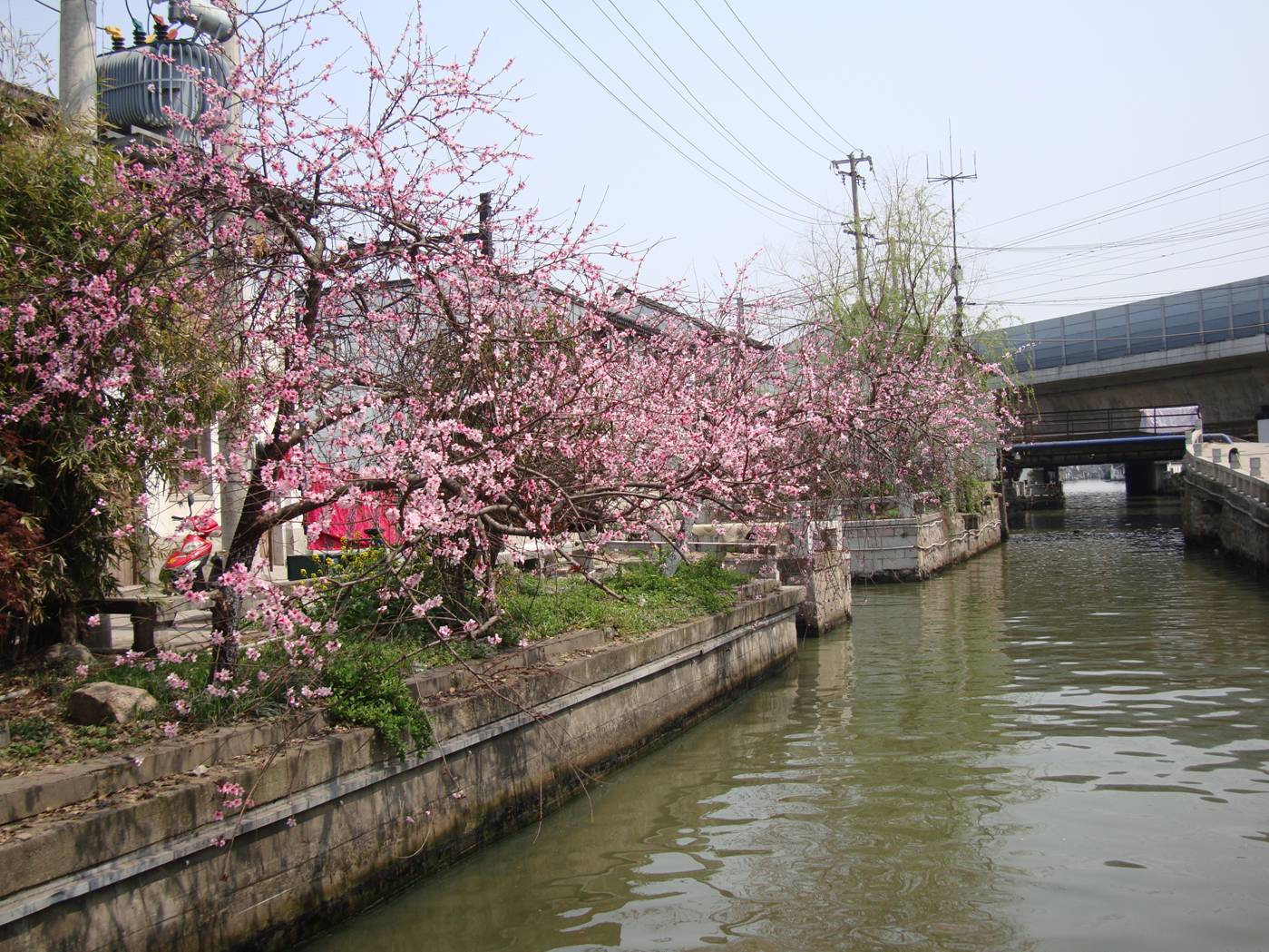 Picture:  It's Spring, and many sections of the canal are lined with pink blossomed trees.  Suzhou, China