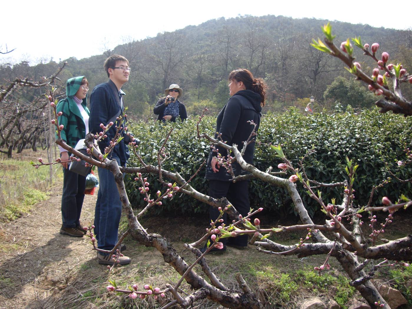 Picture:  The farmer shows off her tea trees.  Yang Shan, Wuxi, China