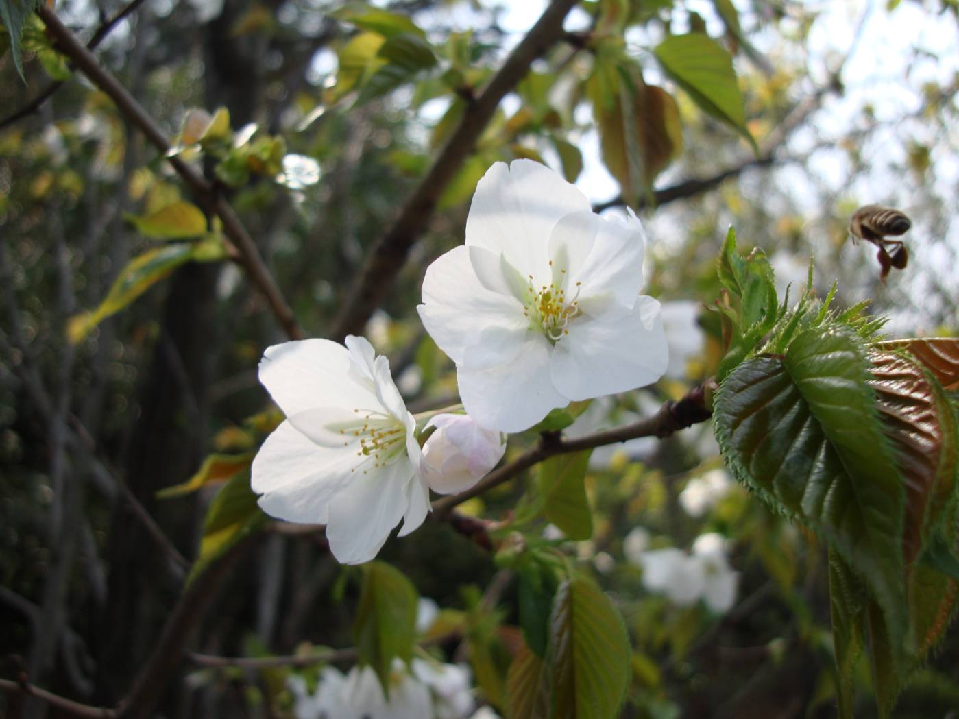 Picture:  White flower.  Note the bee on the right side. Yang Shan, Wuxi, China