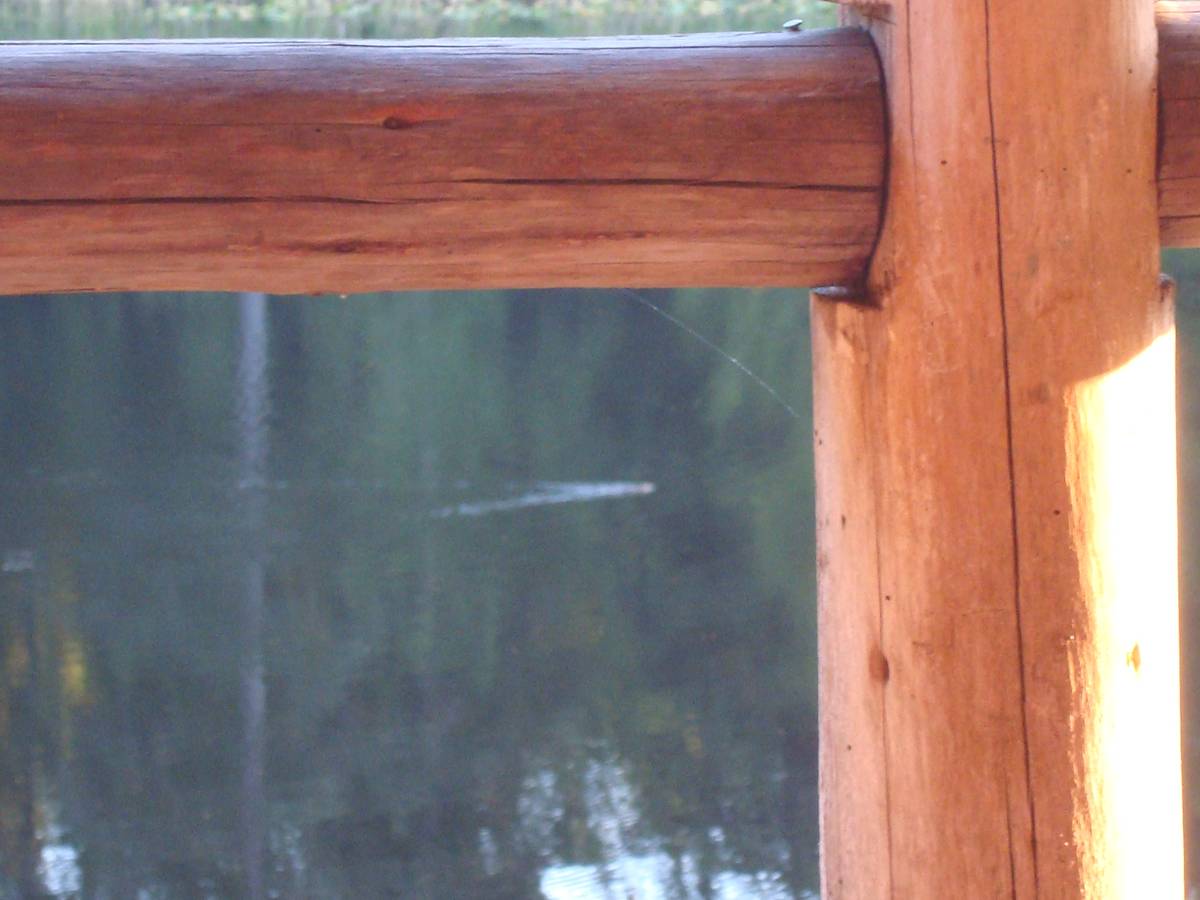 Beaver in the lake.  Saltspring Island, B.C.