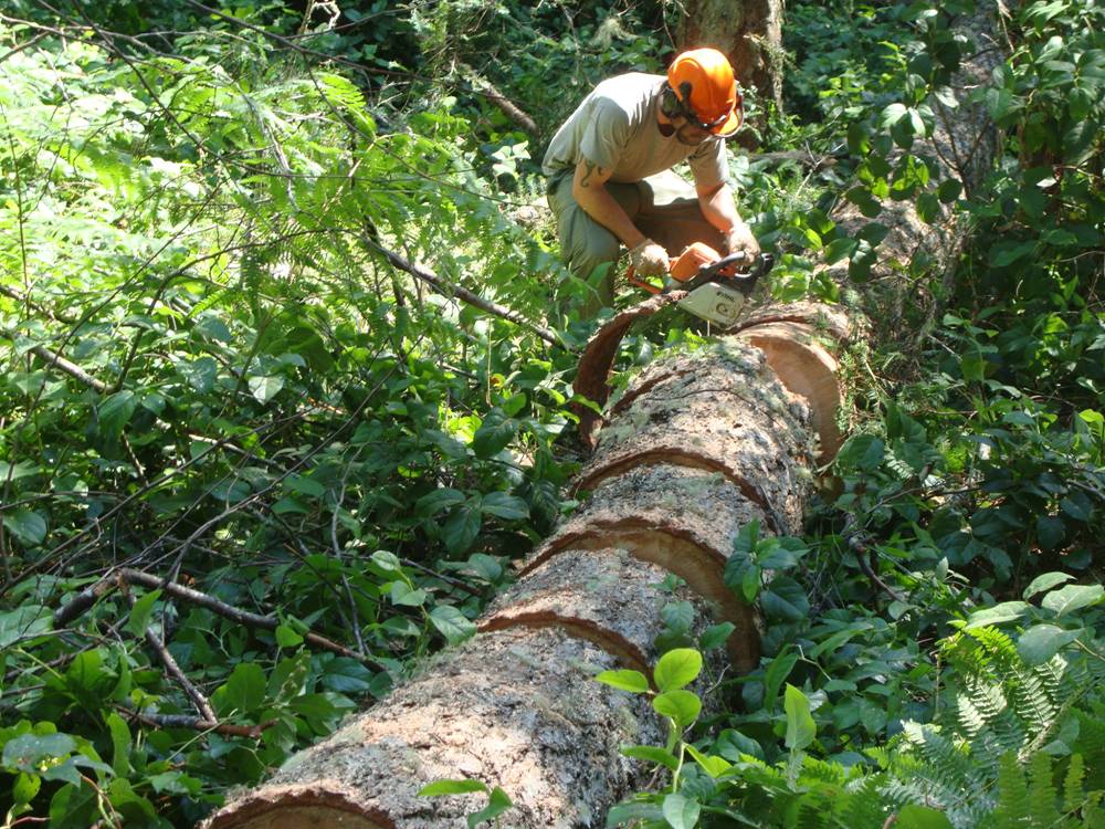 Casey bucks the trunk into firewood lengths.  Saltspring Island, B.C., Canada