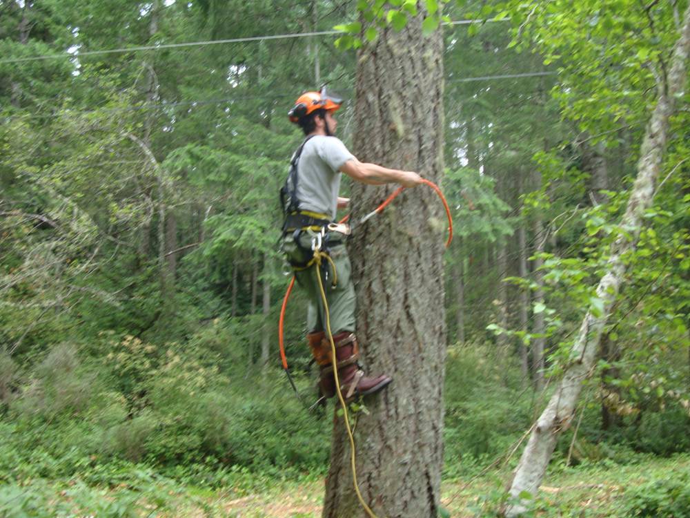 Climing the tree using spurs and safety line,  Saltspring Island, B.C., Canada