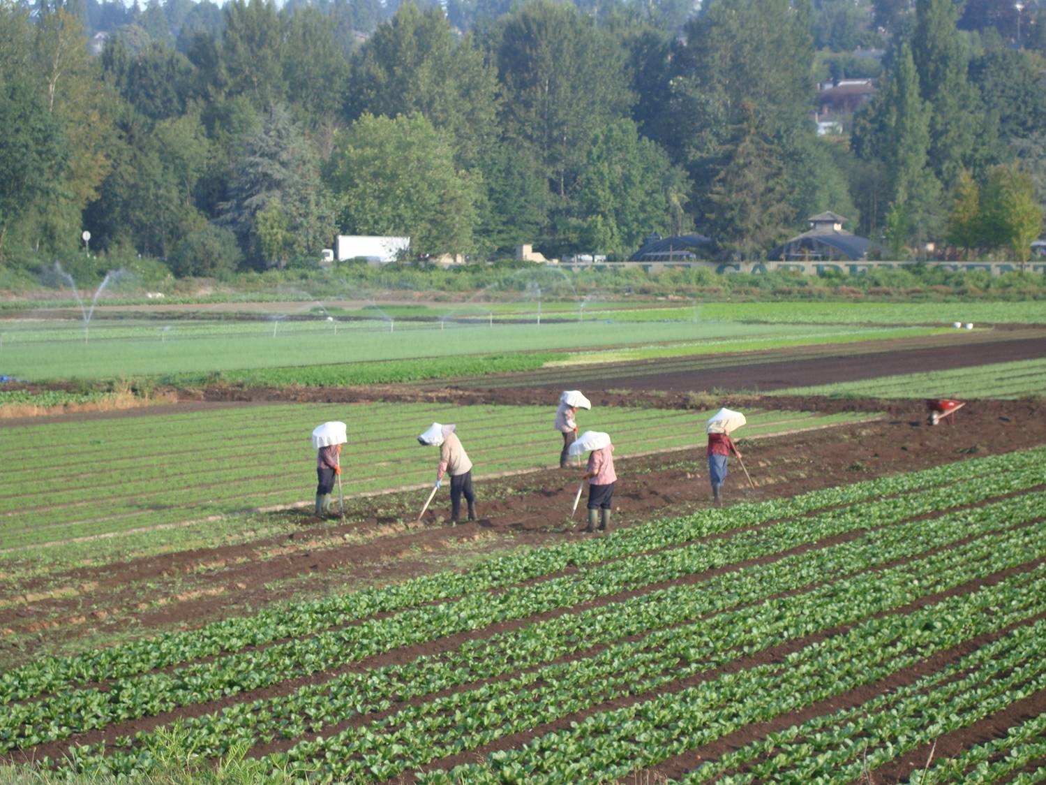 Chinese farm workers in Richmond, B.C., Canada
