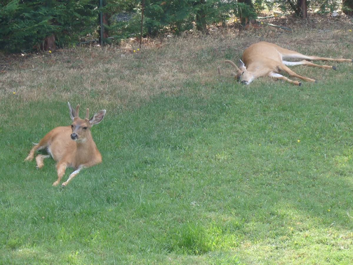 Stetching out like big dogs.  Deer in a back yard, Nanaimo, B.C., Canada