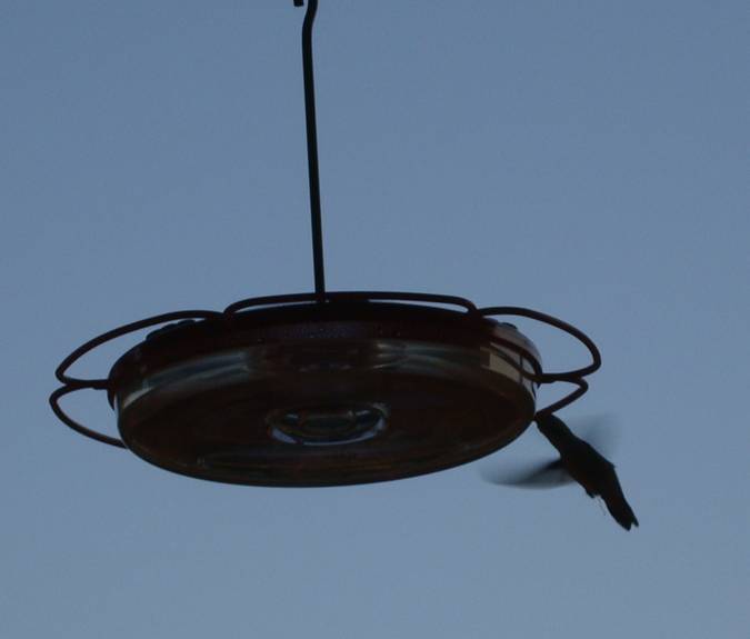 Hummingbird at the feeder,  Saltspring Island, B.C., Canada