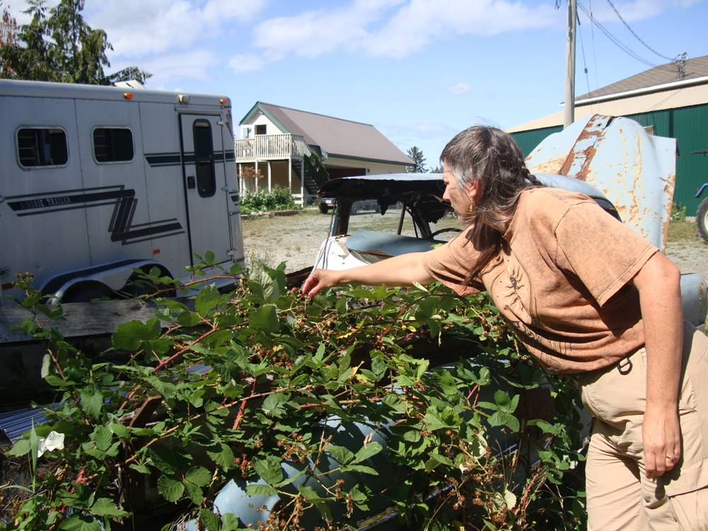 Blackberries are still edible in Cedar, B.C., Canada
