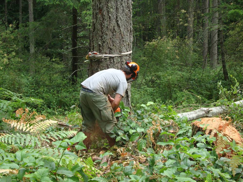 Casey makes the undercut.  Note the safety line to guard against spltting.  Saltspring Island, B.C., Canada