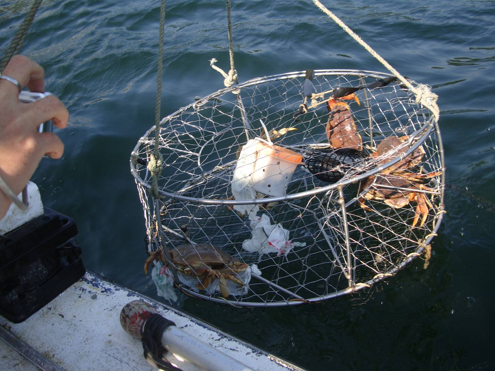 picture: The crab pot comes up with some nice crabs.  Gibson's Landing, B.c..