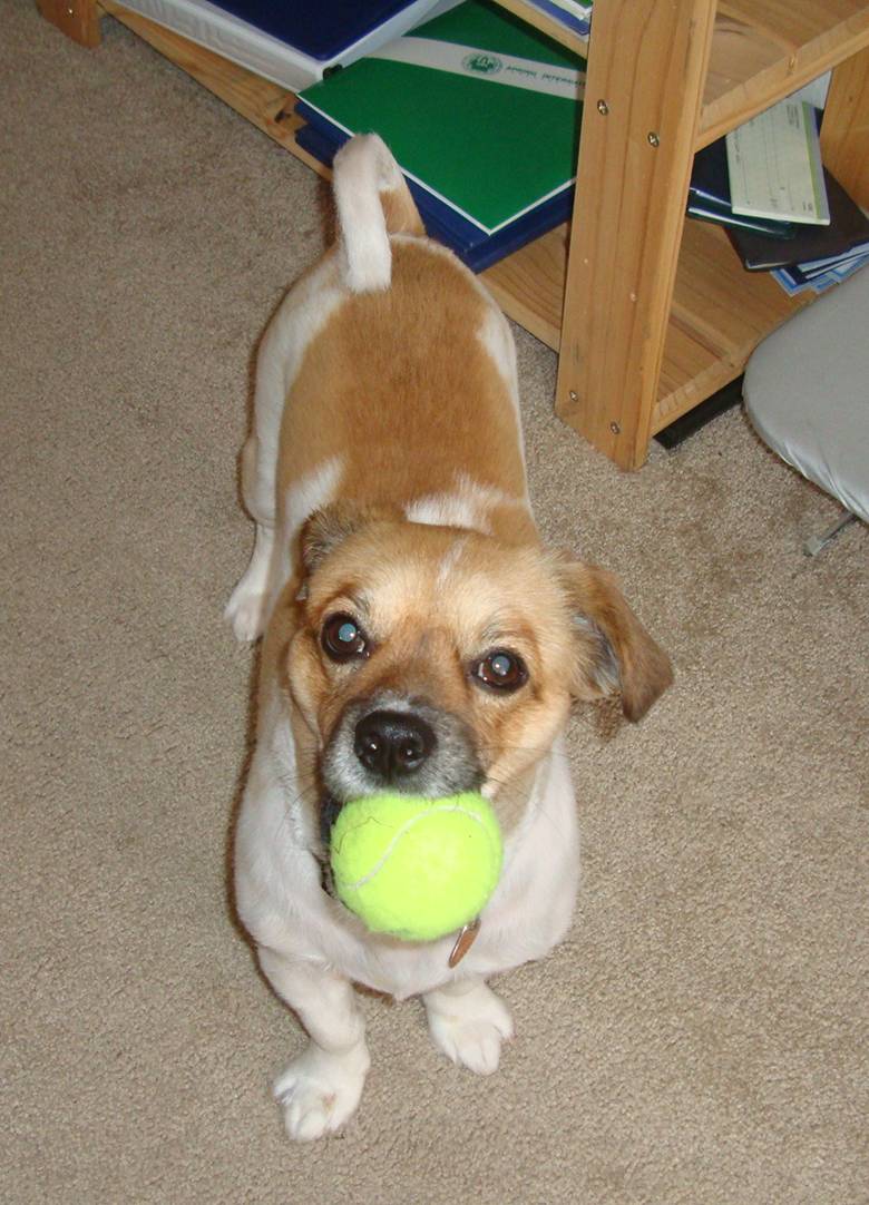 picture: Savah the Chinese dog, now a U.S. resident in Longmont, Colorado