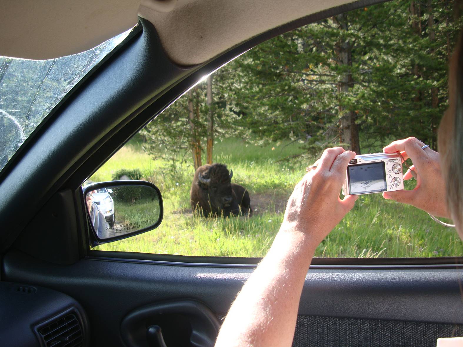 picture: It looked like a big boulder, and nobody was seeing it until Ruth spotted the bison.  Yellowstone park.