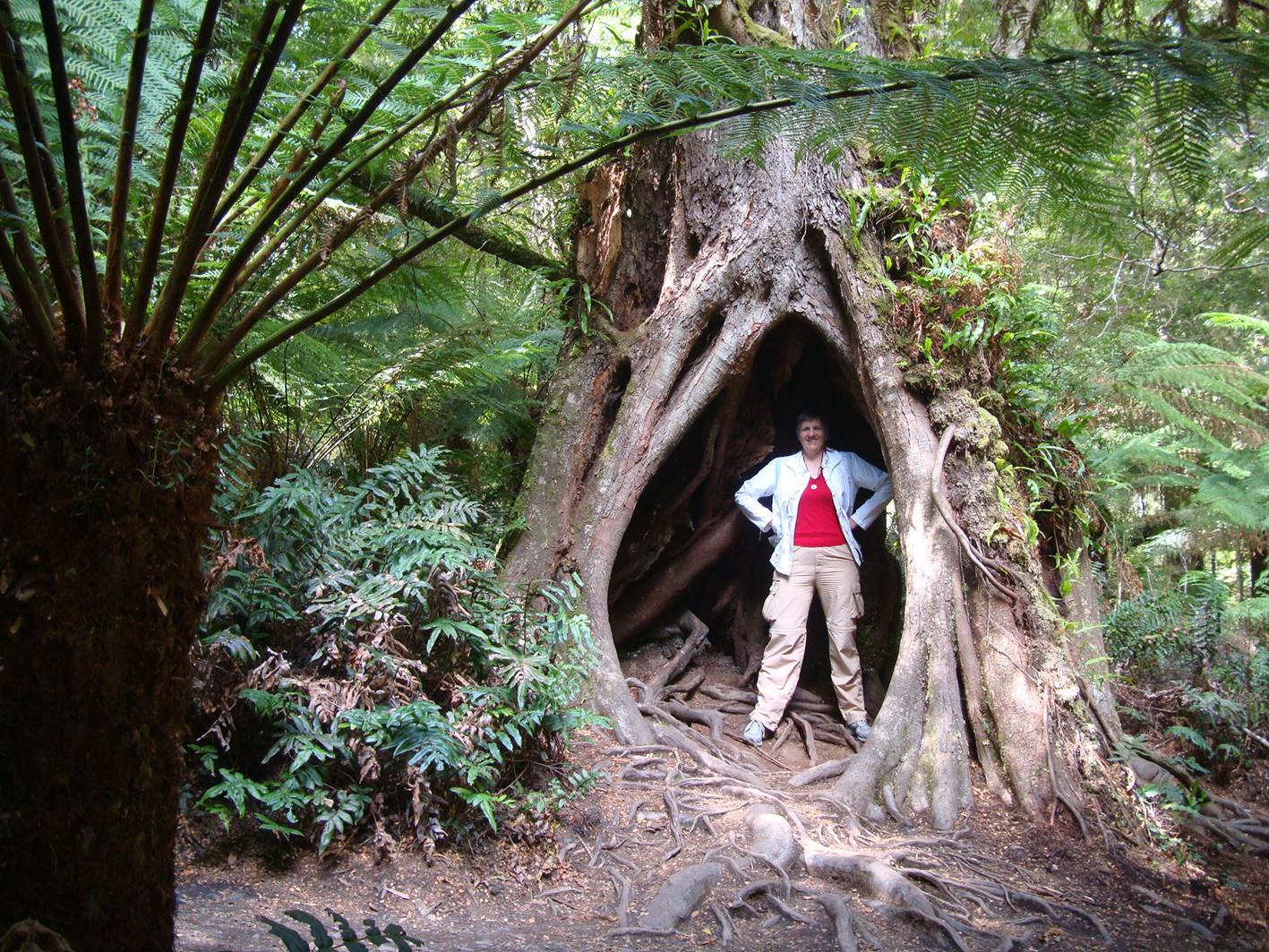 Ruth inside a tree at Mate's Rest on the Great Ocean Highway, Australia