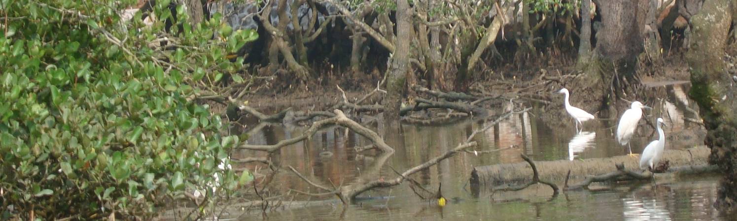 Picture:  The rare white egrets at home in the mangrove reserve near Haikou on Hainan Island, China