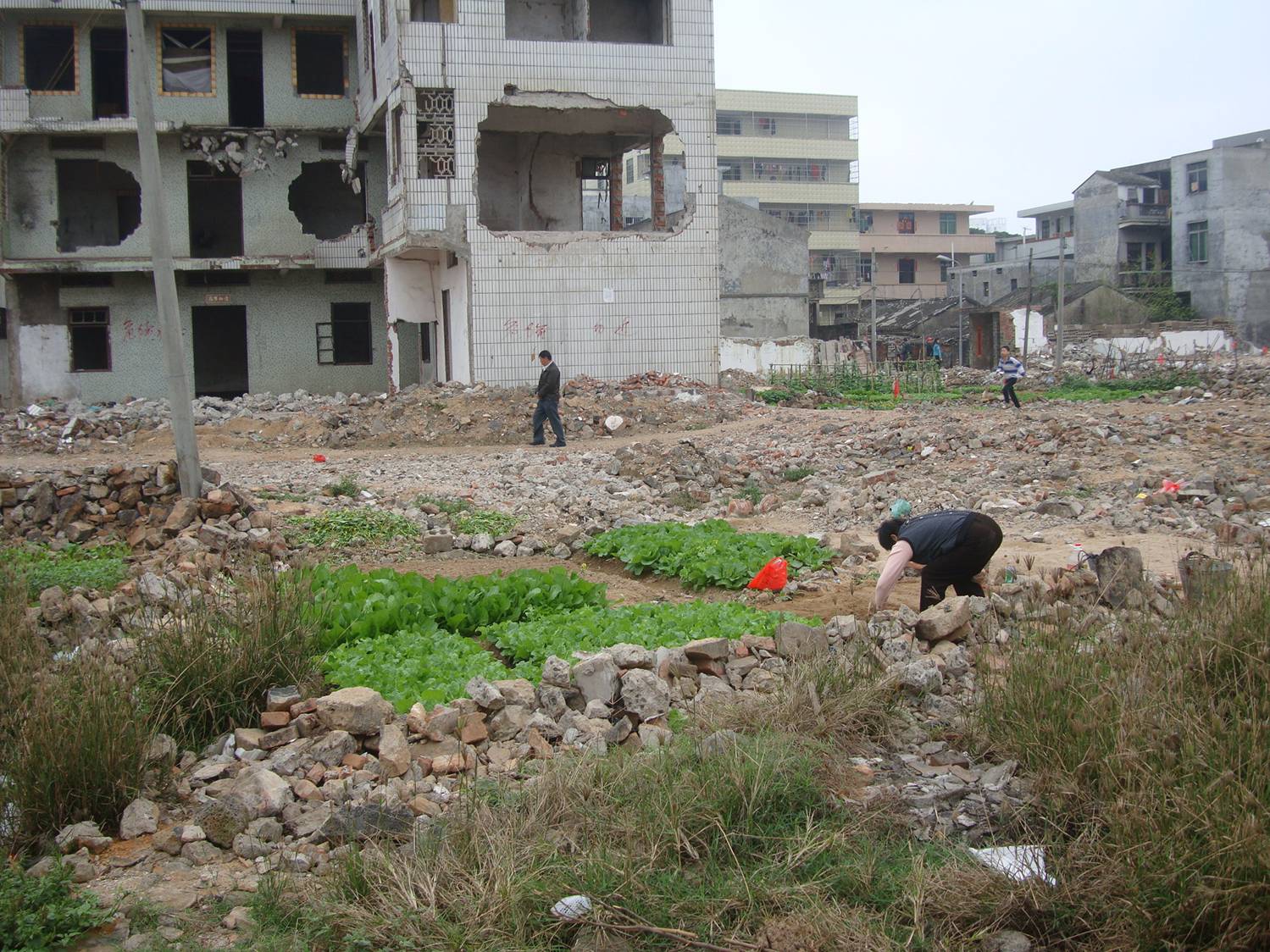 Picture:  An urban farmer has scratched out a plot in the temporary wasteland of renewal.  Haikou, Hainan Island, China