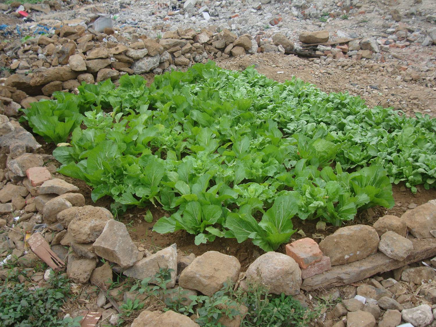 Picture:  An unbelievable contrast between the green of the lettuce and the brown of the earth and stones.  Not a weed to be seen.  Haikou, Hainan Island, China