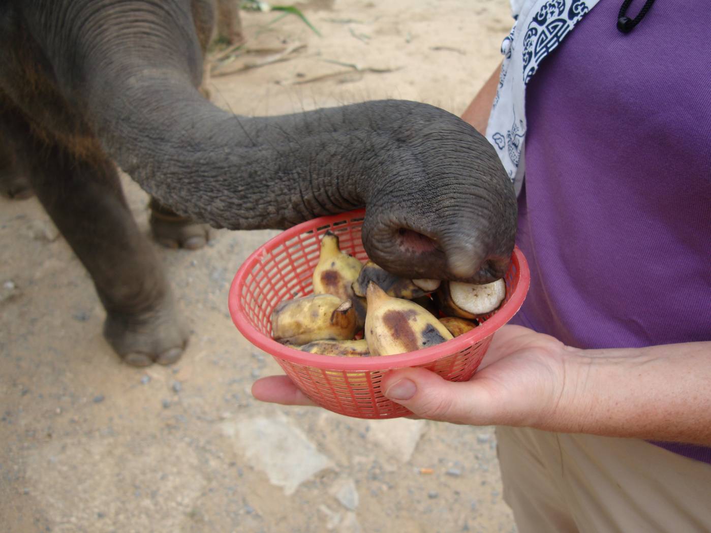 Picture:  The baby elephant goes for a banana chunk with his prehensile trunk.  Phuket Island, Thailand