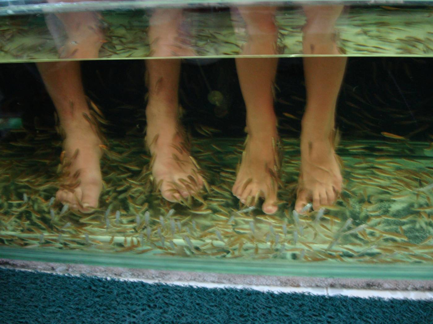 Picture:  Feet being cleaned by "doctor fish", Karon Beach, Phuket Island, Thailand