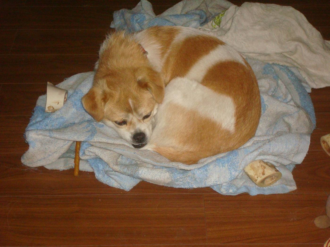 GouGou, exhausted after a night on the train.  Jiangnan University, Wuxi, China