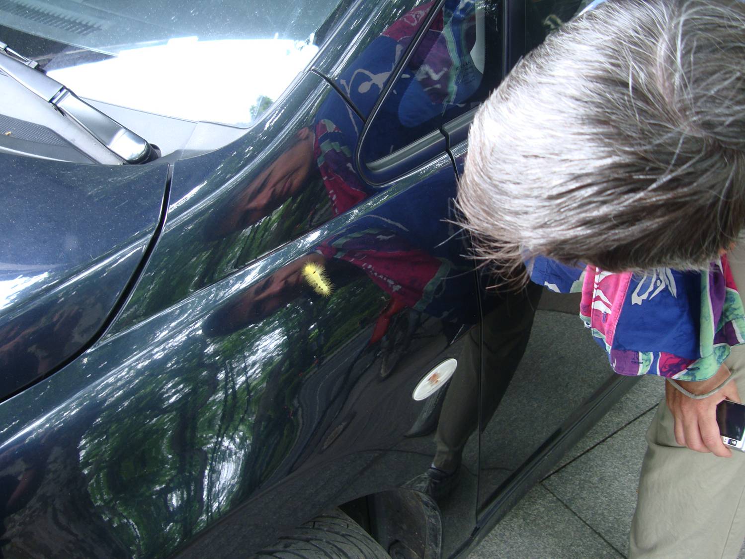 Yellow caterpillar on a car fender.  Hangzhou,  China.  Double click for video.