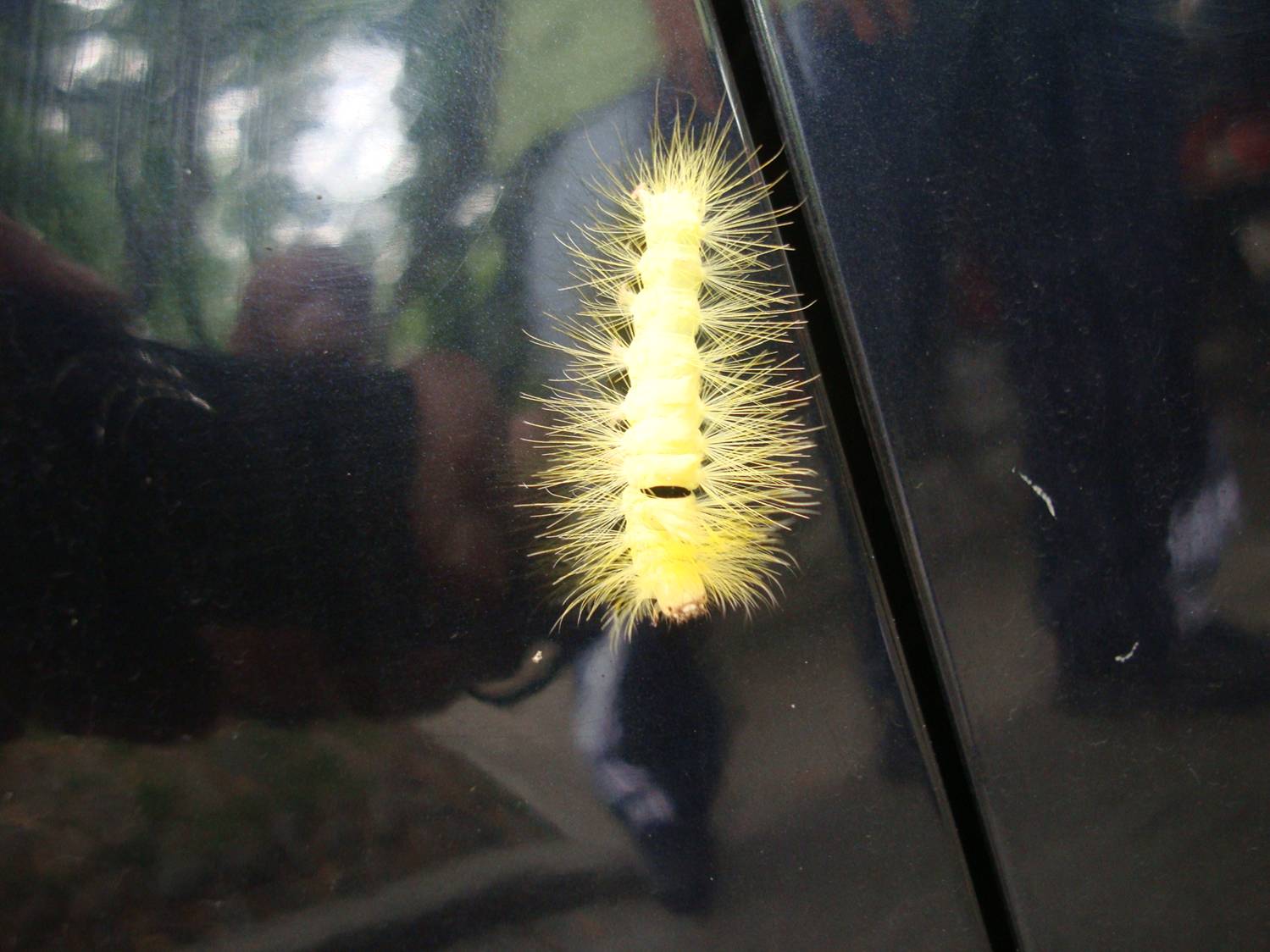 Yellow caterpillar on a car fender.  Hangzhou,  China.  Double click for video.