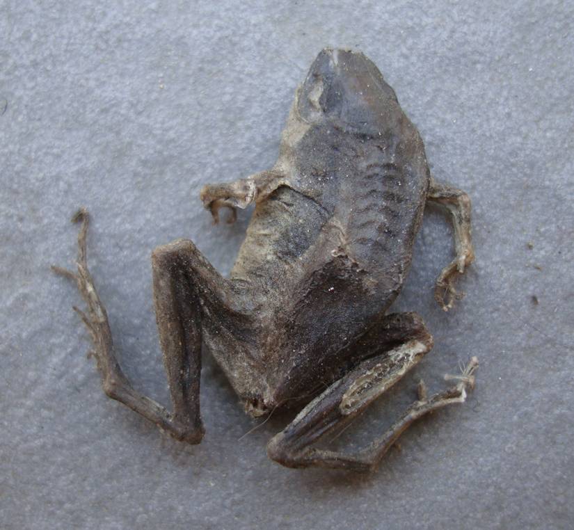 Mummified frog.  Jiangnan University,  Wuxi,  China