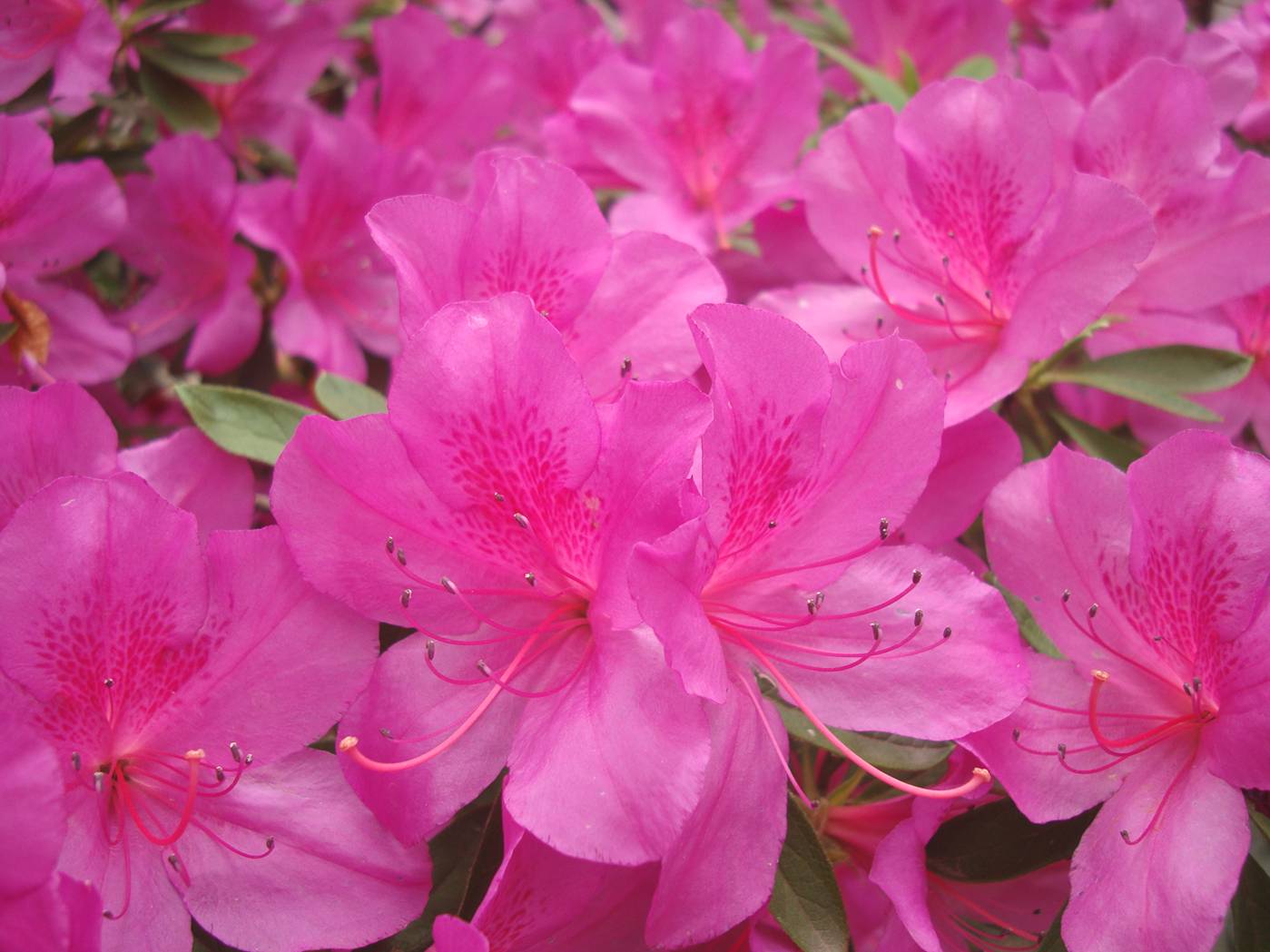 Picture:  Azalea blossoms.  Spring has come to Wuxi, China