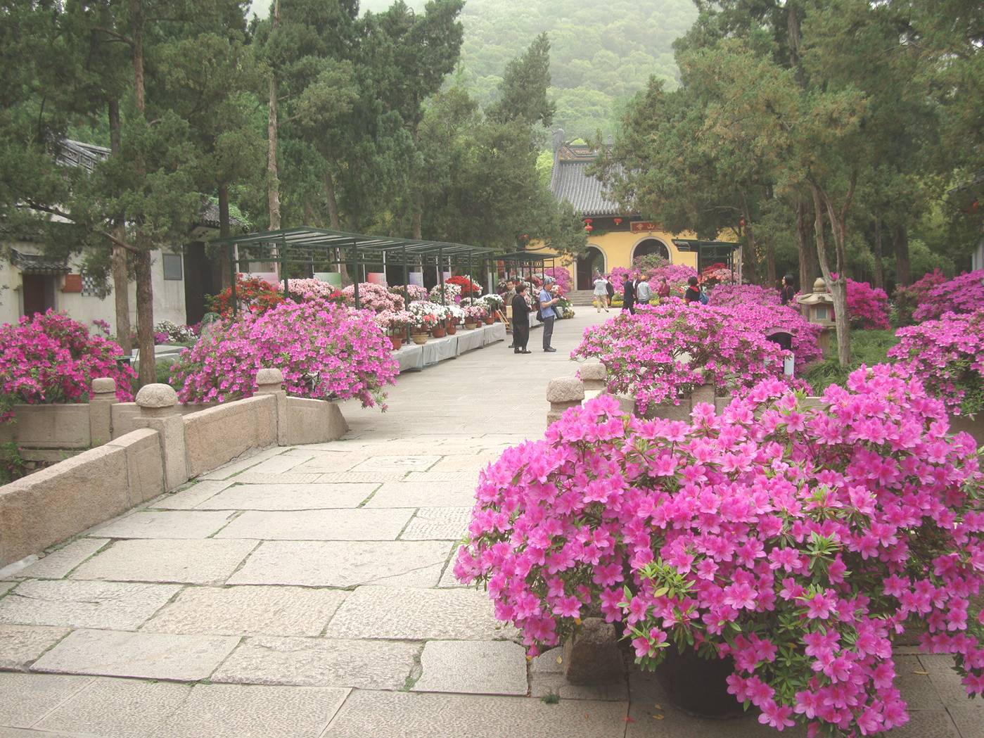 Picture:  Flowers everywhere along the path in Xi Hui Park, Wuxi, China