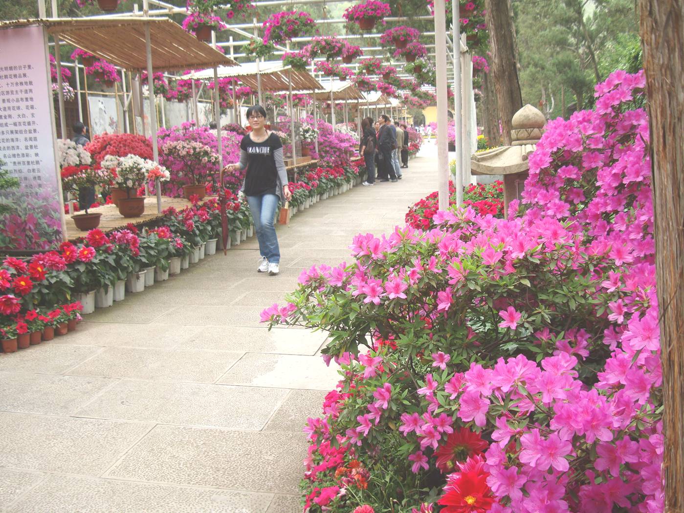 Picture:  The display of flowers in Xi Hui Park, Wuxi, China