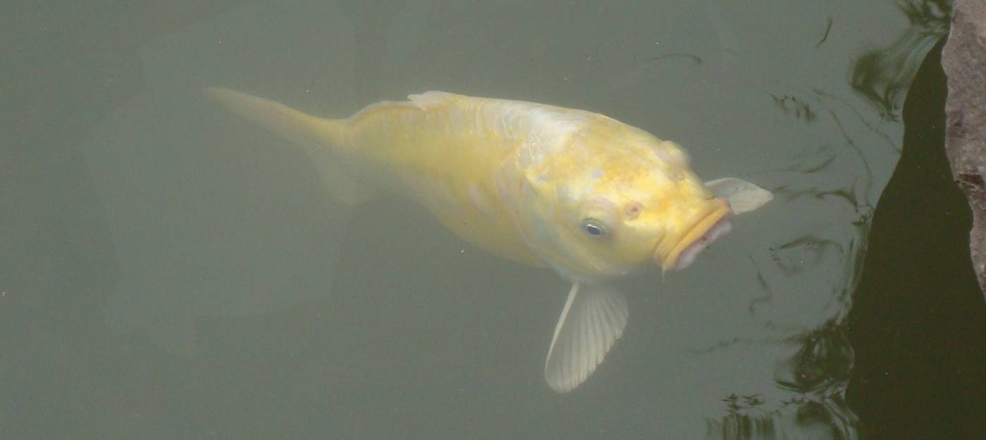 Picture: I'm sure if magic fish existed, this is what they would look like.  Wuxi, China