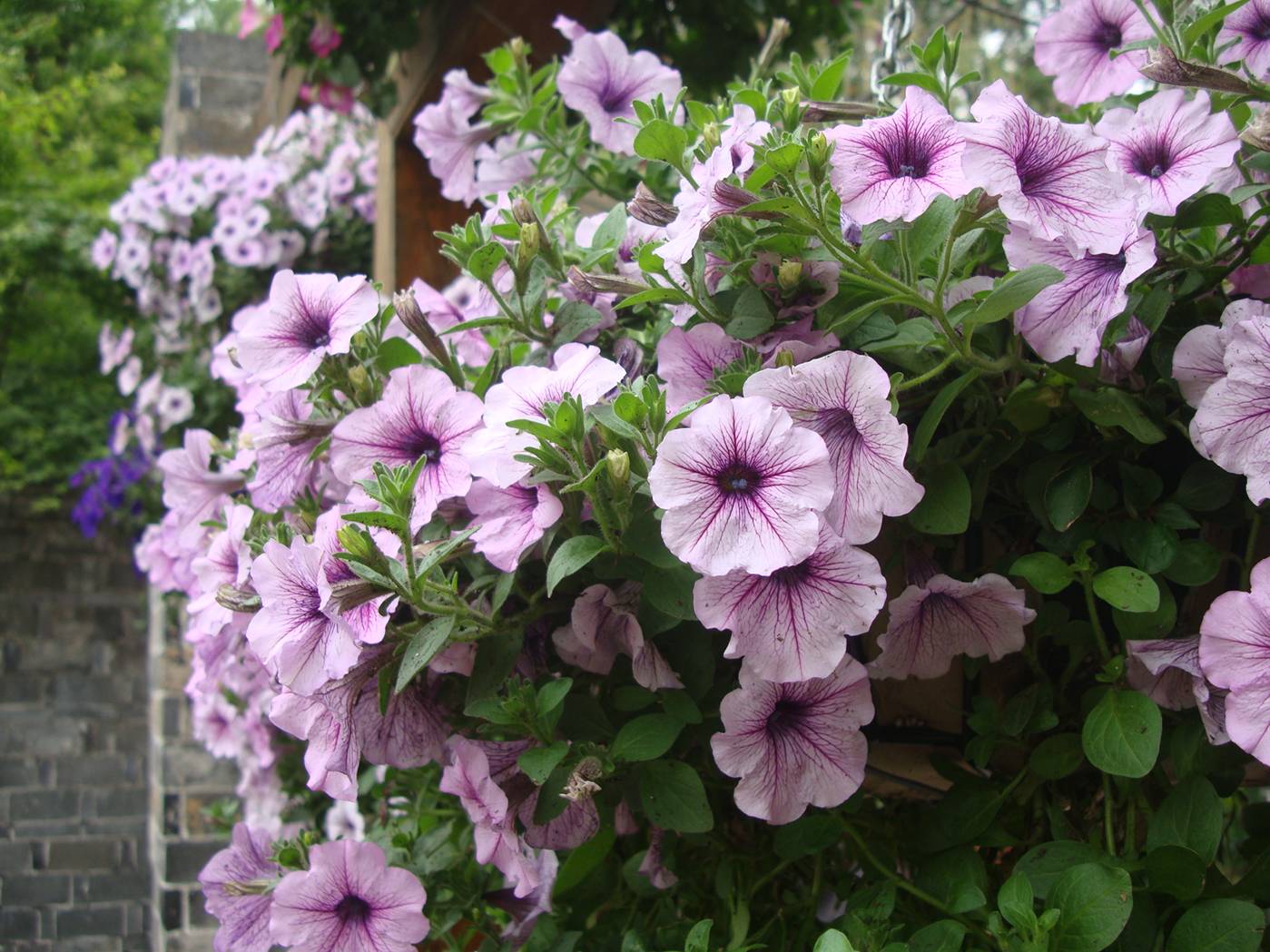 Pictures:  I don't know what kind of flowers these are, but they are beautiful.  Xi Hui Park, Wuxik, China