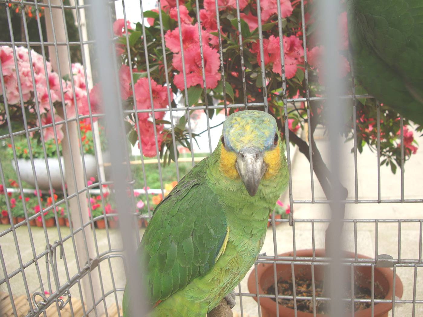 Picture:  A green parrot on display with the flowers.  Xi Hui Park, Wuxi, China